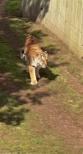 I’m relieved the tiger is alive and won’t be put down. The loss of human life is heartbreaking, but destroying the animal for acting on its instincts would have been wrong. This is the right call. 📍Yorkshire Wildlife Park, England #Wildlife #Fyp #Zoo #Viral #Trending