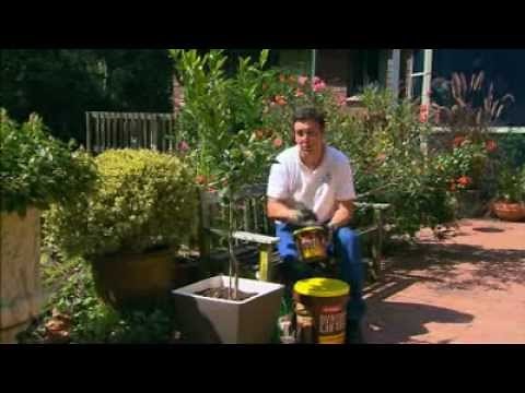 Solving Citrus Problems