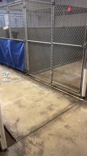 We currently have 23 available dogs. Visit: www.fairfieldcountydogs.com to learn more! | Fairfield County Dog Adoption Center & Shelter