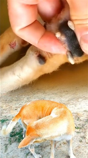 dog mango worms remove. #dog #ihavethisthingwithplants #howtomakechickenchangezi