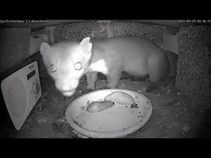 Besuch vom Marder & Ratten fressen Igel das Futter weg | 30.09.2021