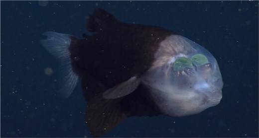 Astounding footage of deep sea "spook fish" with a transparent head