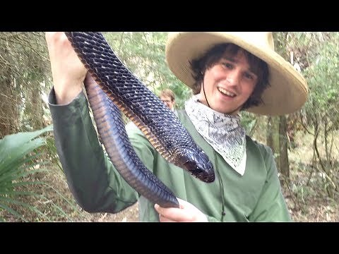 TEXAS INDIGO SNAKE - CHOMP!