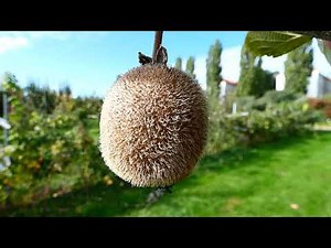 Riesen Kiwi Frucht Test Plantage HBLFA Schönbrunn Außenstelle Jägerhausgasse Rundgang Sorten fz82