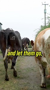 21K views · 317 reactions | Zero grazing can be utilised on all farming setups  #grasstechnology #creatingnewstandards #zerograzing #grasstomilk | Grass Technology | Facebook