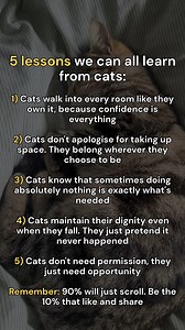 5 confident cat lessons we can learn #petcare #CatLovers | tabbycatcorner