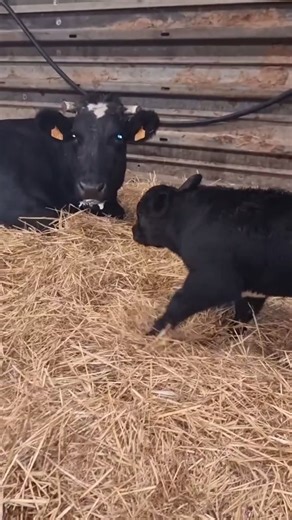 2.5K views · 58 reactions | Wow  Baru lahir Pedet sapi Belgian Blue super istimewa  #cow #costumecontest #farm #hurricanemelissa #halloween | N Salim Brampu | Facebook