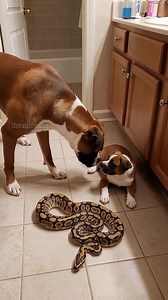 Hero Dog Saves Puppy From Deadly Snake! #pets #animals #rescue | Team Stories