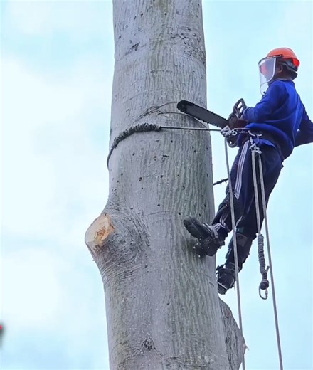 14M views · 71K reactions | The best relent man cutting a tall tree | Watching Videos | Facebook