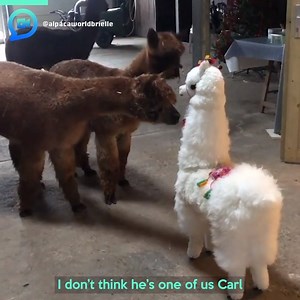 This is what happened when a group of tiny alpacas met a fake alpaca 😂 | Storytrender