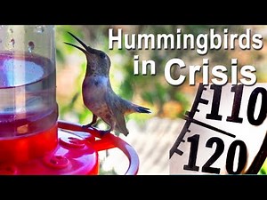 How to Keep Hummingbird Feeder Cool in Heatwave Tip Nectar Sugar Water Cold so Hummingbirds to Drink