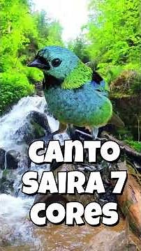 canto saira 7 cores
