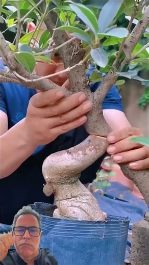 How to care for your bonsai. How to modify your plant to have two different types of leaves.