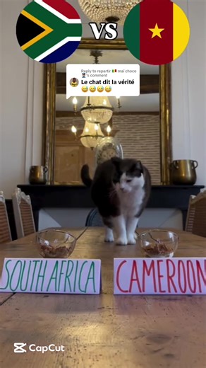 Replying to @repartir 🇲🇱 maï choco👮🏽 prediction cameroun 🇨🇲 vs afrique du sud 🇿🇦 #cameroun #CAN2025 #chat #maroc