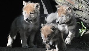 Benedict Cumberbatch is officially engaged