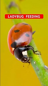 Watch How Ladybugs Eat Up Close!