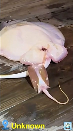 4 MIRACLES AT ONCE: WATCH BABY MANTA RAYS ENTER THE WORLD! #nature #seacreatures #underwaterworld