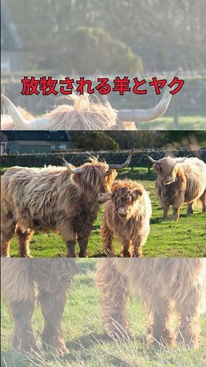 【モンゴル】1分で巡るムルンの魅力 |ムルン観光ガイド#モロン #モンゴル旅行 #フブスグル湖 #遊牧民文化 #モンゴル北部 #Mörön #モンゴルの日常 #草原の町