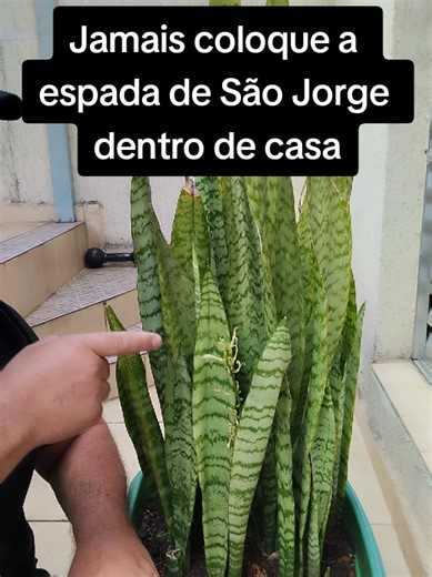 A principal fonte científica que desmistifica a ideia de que plantas domésticas (como a espada-de-são-jorge) purificam o ar de casas em pequenas quantidades é uma ampla revisão de estudos publicada no conceituado periódico internacional Journal of Exposure Science & Environmental Epidemiology. Os cientistas revisaram décadas de pesquisas — incluindo o famoso estudo da NASA de 1989 — e concluíram que plantas em vasos removem poluentes de forma extremamente lenta em ambientes reais. Abaixo estão o