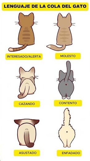 Lenguaje de la cola del gato - Significado de la cola del gato en el lenguaje corporal