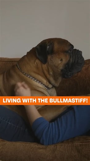 The Truth About the Bullmastiff as a Companion Dog | Dogumentary TV