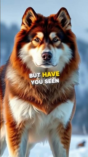 Alaskan Malamute Types And Coat Colors You Need to See! #alaskanmalamute #dogbreed #malamutelovers