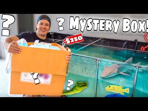 Shopping SPREE For My Saltwater FISH Pond! ($250 Mystery Box!)