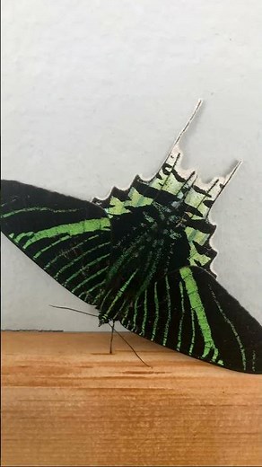 “Urania leilus: The Day-Flying Moth That Looks Like a Butterfly! 🌈🦋”Part-2