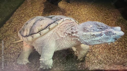 An old snapping turtle in an aquarium.