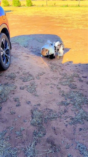 They love fighting 😅 #farm #furbabies #lhasaapso #puppies #dogsofttiktok #sisters #cutebaby #cutepuppies