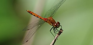 Is an ‘insect apocalypse’ happening? How would we know?