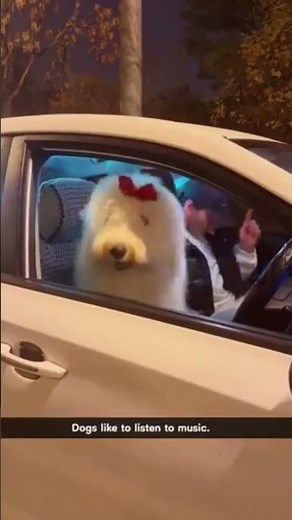 From Jazz to Hip Hop — These Dogs Got Rhythm!🐾💃🎵#funny #shorts