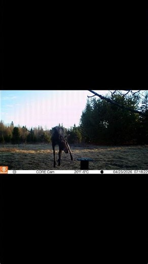 spring moose looking for salt #canadianwilderness #wildontario #wildernessseason #moose #wildlife