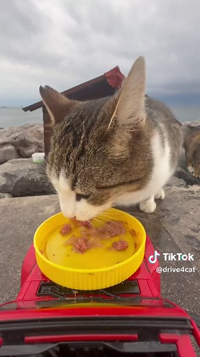 Street Cats: A Glimpse into Their Lives