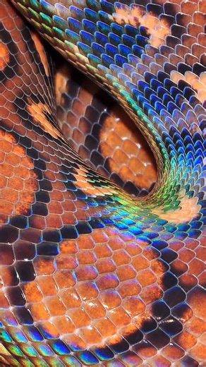 Snakes are often incredibly beautiful. We like to admire them from a close distance and pay attention to detail. How many snake species can you recognize in our photo collection? #livingzoology #venomoussnakes #snakephotography #snakes #snake #snakevideo #amazingsnakes #reptiles #reptile #reptilephotography #serpents #wildlifephotography #animalphotography #macroworld #scales #wildlifephotographer #natureinfocus | Living Zoology