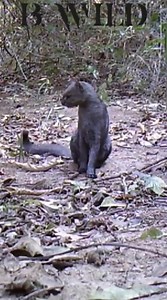 6K views · 297 reactions | Rare footage of a Jaguarundi. This vocal, yet elusive feline is native to the Americas and sometimes referred to as the ‘otter-cat’. It has at least 13 distinct calls and is closely related to the Puma. It can be found, in extreme southeast Arizona & Texas. The jaguarundi is a federal endangered species in the United States.  via @NatureIs_Lit Twitter | Roar Wildlife News | Facebook