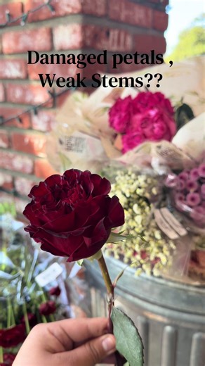 Essential Tips for Caring for Your Valentine's Roses