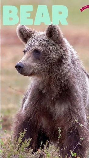 BEAR SPELLING | AtoZ animals | #spelling #BearSpelling #SpellingForKids