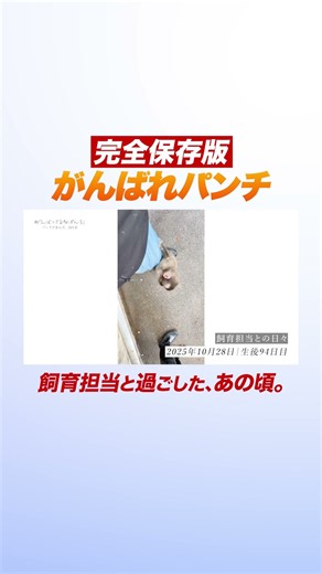 飼育担当と過ごした、あの頃。【がんばれパンチ】