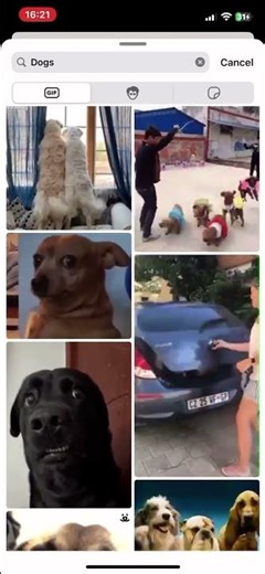 Different Dogs 🐶 / Dog 🐕 breeds GIF