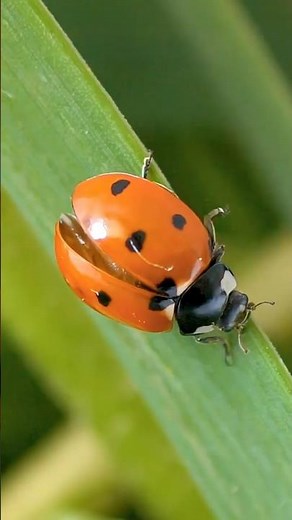 Ladybug Facts for Kids | Animal Facts Episode 16