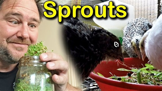 How to grow fresh organic sprouts indoors | Self Sufficient Me sprouting jar review