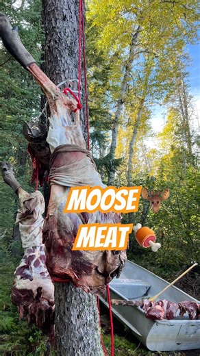 Moose Meat in a Tree! Getting the meat cleaned up and ready for butchering #guidelife #moosemonday
