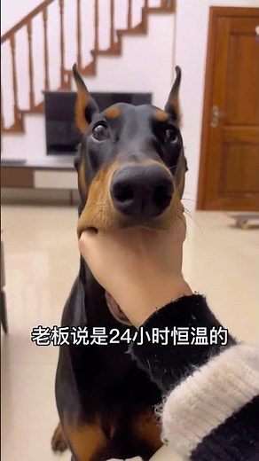 201 有需要的姐妹可以闭眼入了啦～#傻狗的日常 #杜宾 #护卫犬 #铲屎官的乐趣