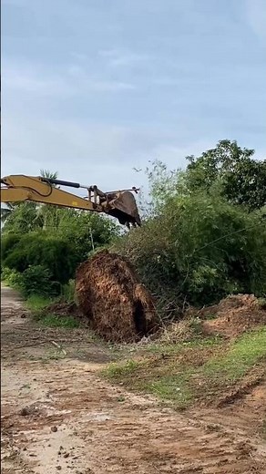 🚜 Excavator vs. Giant Bamboo Clump! 🎋 | Heavy Equipment #UtilityWork#Excavator #BambooRemoval