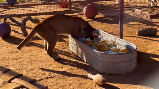 2.7K views · 148 reactions | Will having the time of his life bobbing...