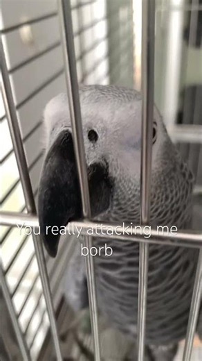 Borb is not in the mood again. Gray African borb (parrot)