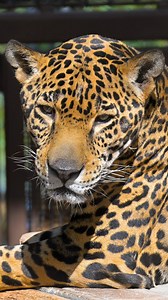 888 reactions · 60 shares | While the Phoenix Zoo is home to two...