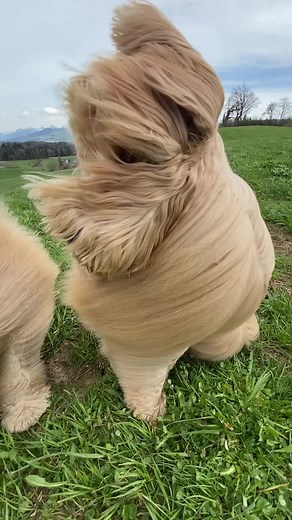 Professional Dog Grooming Services at Goldendoodledoos