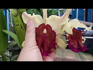 Cattleya dowiana